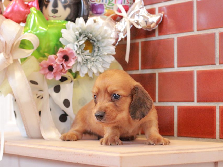 チャーム & 竹千代CHの子犬 レッド 男の子（2）