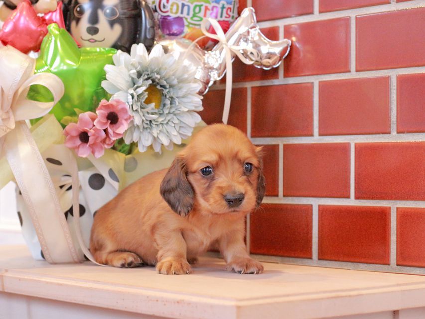 チャーム & 竹千代CHの子犬 レッド 男の子（2）