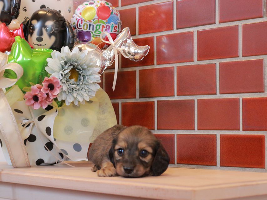 チャーム & 竹千代CHの子犬 イエロー(クリーム) 男の子(1)IMG_4191 チャーム & 竹千代CHの子犬 イエロー(クリーム) 男の子(1)