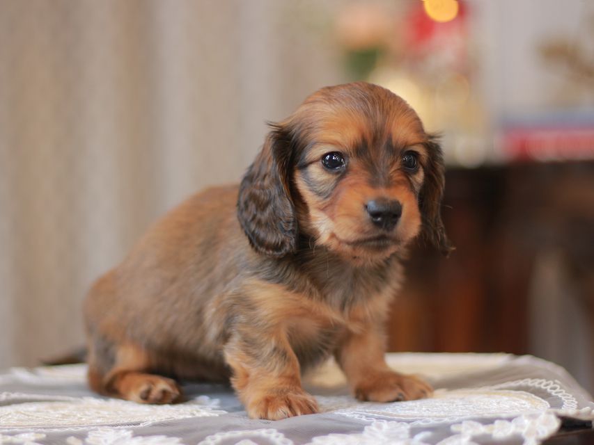 カニンヘン ダックスフンド コットン&ブイの子犬 シェーデットレッド 女の子