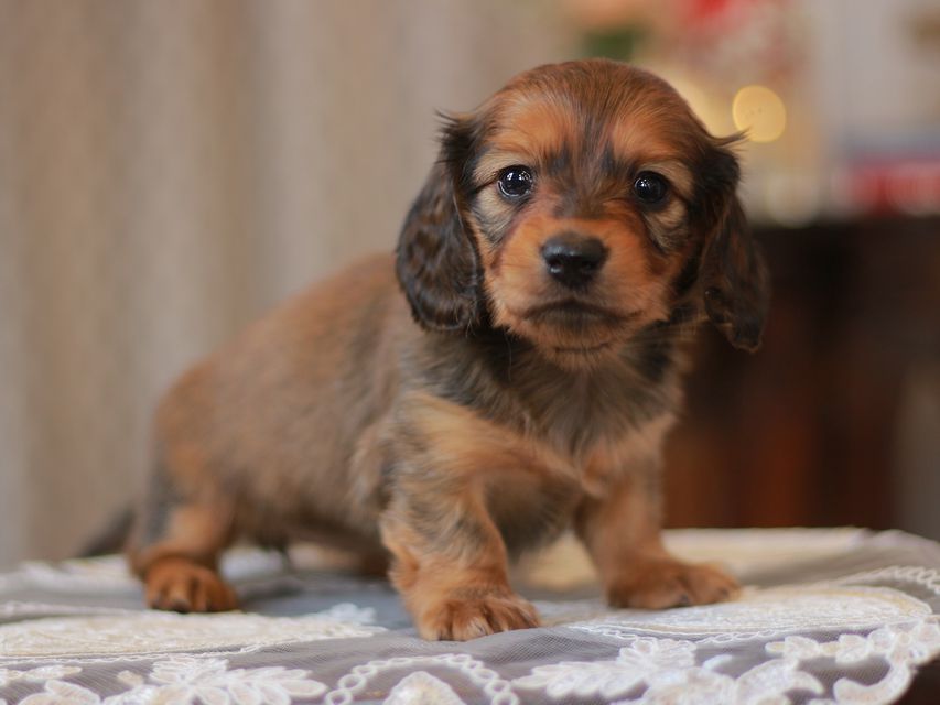 カニンヘン ダックスフンド コットン&ブイの子犬 シェーデットレッド 女の子