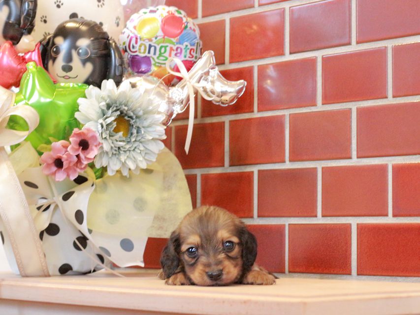 チャーム & 竹千代CHの子犬 イエロー（クリーム） 男の子（2）