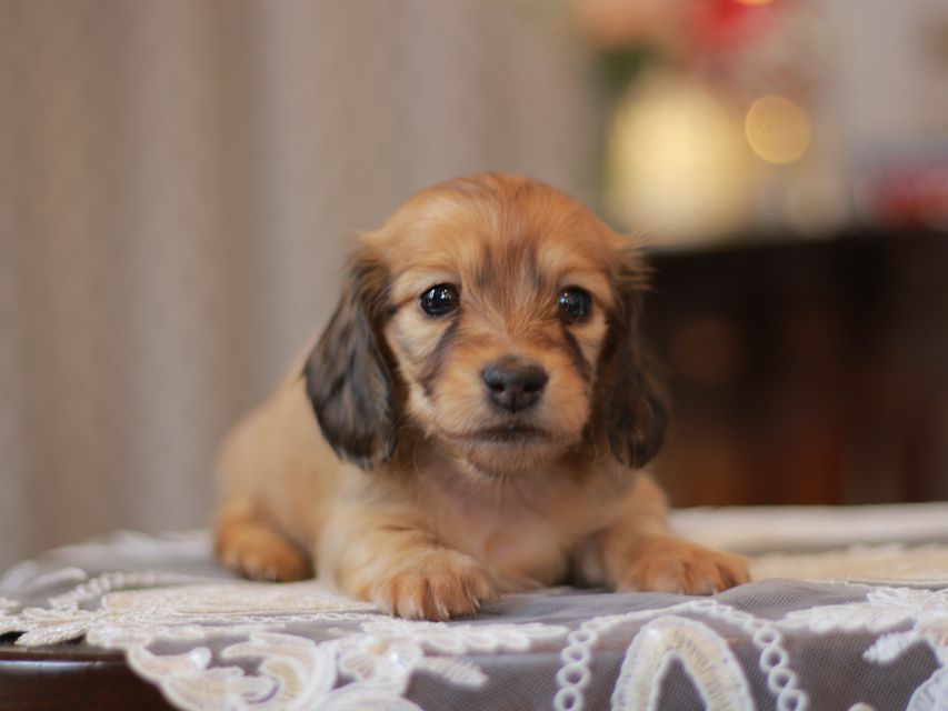 カニンヘン ダックスフンド コットン&ブイの子犬 シェーデットイエロー（シェーデットクリーム） 女の子