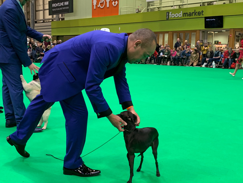 Crufts 2019 ユカヌバワールドチャレンジ(2)IMG_4245 Crufts 2019 ユカヌバワールドチャレンジ(2)