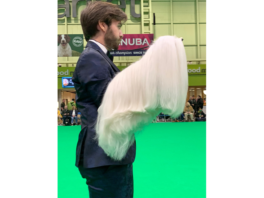Crufts 2019 ユカヌバワールドチャレンジ(2)IMG_4251 Crufts 2019 ユカヌバワールドチャレンジ(2)