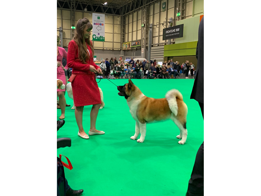 Crufts 2019 ユカヌバワールドチャレンジ(2)IMG_4259 Crufts 2019 ユカヌバワールドチャレンジ(2)