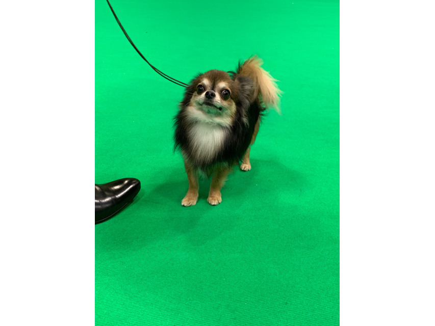 Crufts 2019 ユカヌバワールドチャレンジ(2)IMG_4264 Crufts 2019 ユカヌバワールドチャレンジ(2)