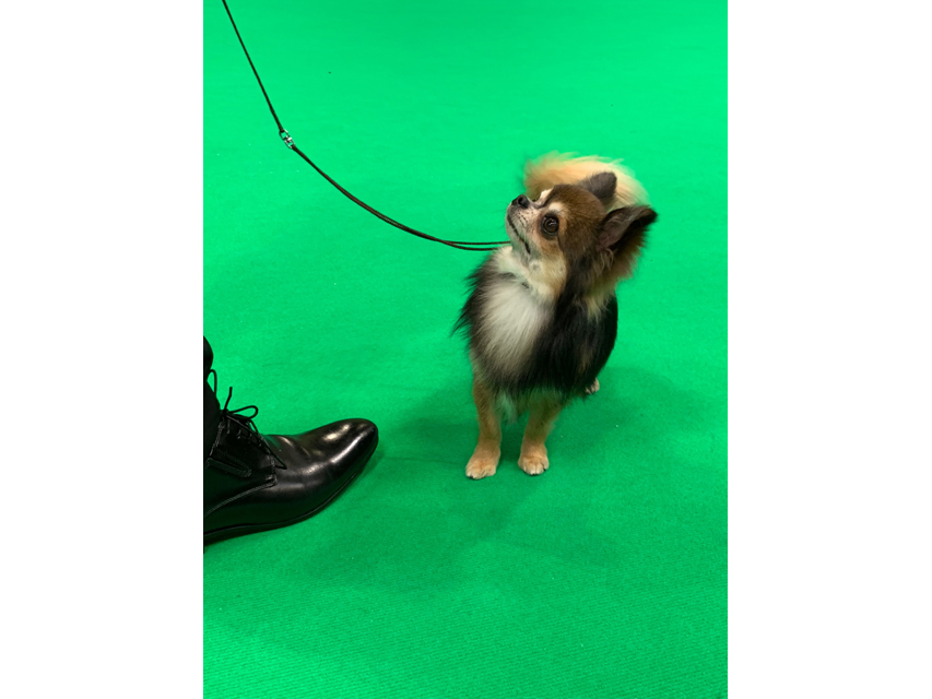 Crufts 2019 ユカヌバワールドチャレンジ(2)IMG_4265 Crufts 2019 ユカヌバワールドチャレンジ(2)