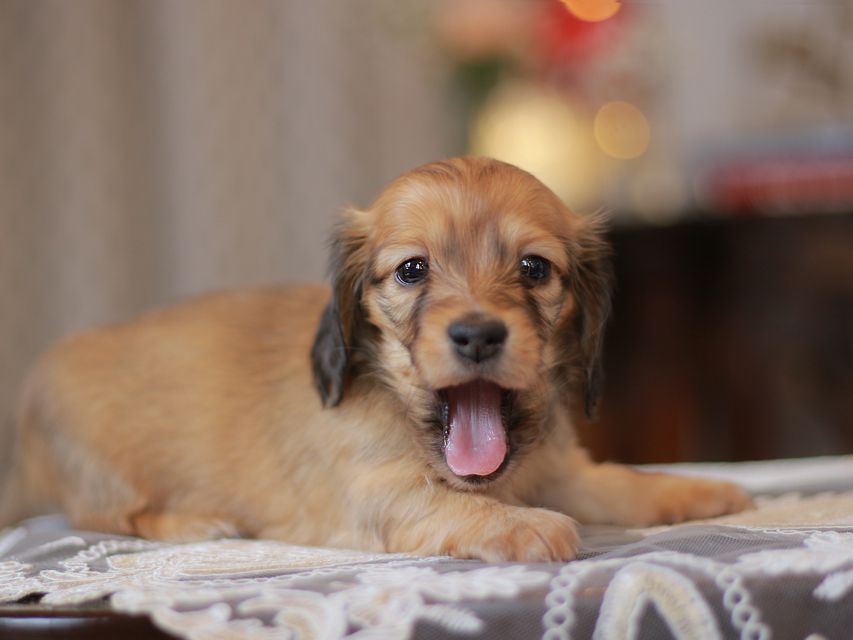カニンヘン ダックスフンド コットン&ブイの子犬 シェーデットイエロー（シェーデットクリーム） 女の子