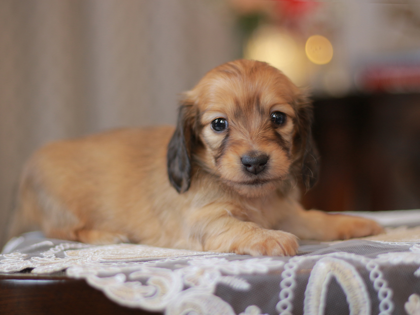 カニンヘン ダックスフンド コットン&ブイの子犬 シェーデットイエロー（シェーデットクリーム） 女の子