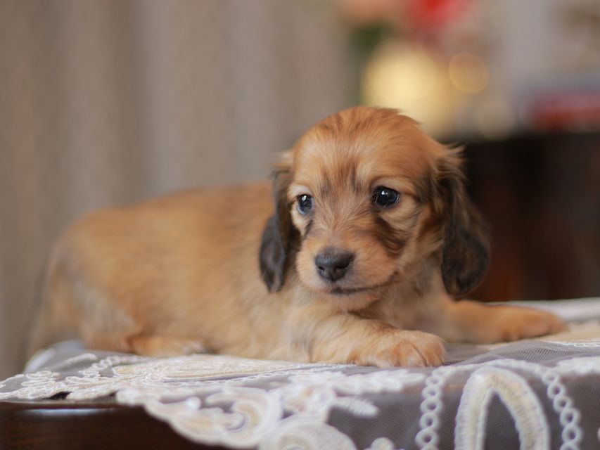 カニンヘン ダックスフンド コットン&ブイの子犬 シェーデットイエロー（シェーデットクリーム） 女の子