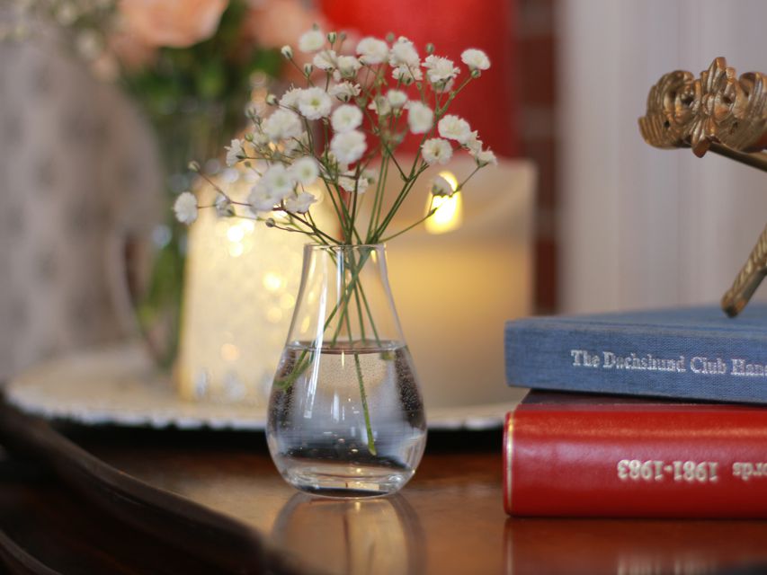 カニンヘン ダックスフンド コットン&ブイの子犬 シェーデットイエロー（シェーデットクリーム） 女の子