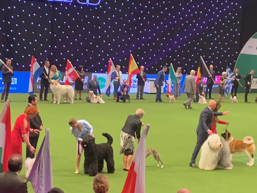 Crufts 2019 ユカヌバワールドチャレンジ(2)IMG_4308 Crufts 2019 ユカヌバワールドチャレンジ(2)