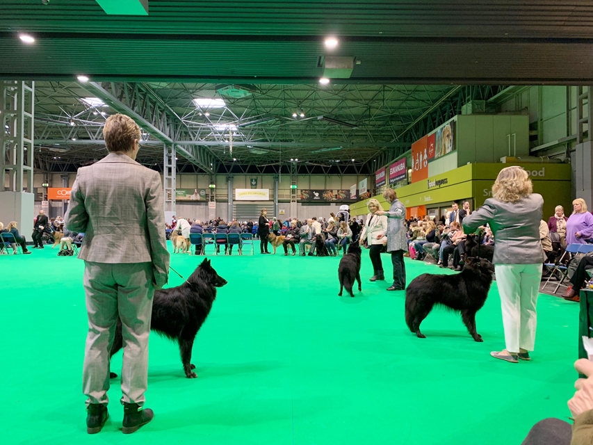 Crufts 2019 プレスルームにおじゃましましたIMG_4338 Crufts 2019 プレスルームにおじゃましました