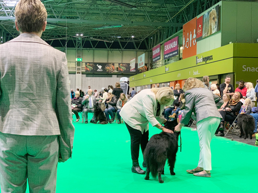 Crufts 2019 プレスルームにおじゃましましたIMG_4340 Crufts 2019 プレスルームにおじゃましました