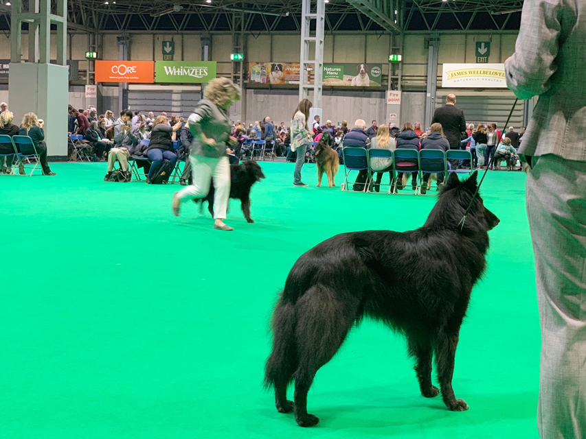 Crufts 2019 プレスルームにおじゃましましたIMG_4342 Crufts 2019 プレスルームにおじゃましました