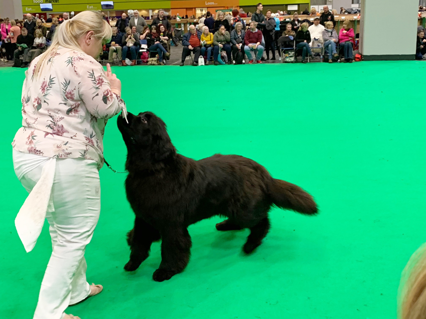 Crufts 2019 プレスルームにおじゃましましたIMG_4347 Crufts 2019 プレスルームにおじゃましました