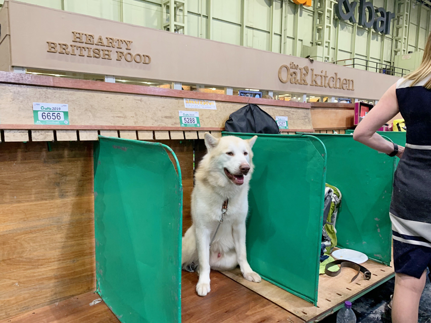 Crufts 2019 プレスルームにおじゃましましたIMG_4356 Crufts 2019 プレスルームにおじゃましました
