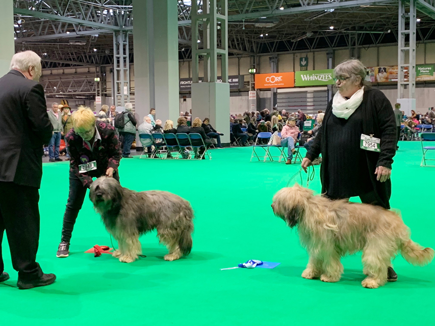 Crufts 2019 プレスルームにおじゃましましたIMG_4359 Crufts 2019 プレスルームにおじゃましました