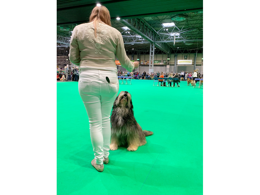 Crufts 2019 プレスルームにおじゃましましたIMG_4360 Crufts 2019 プレスルームにおじゃましました