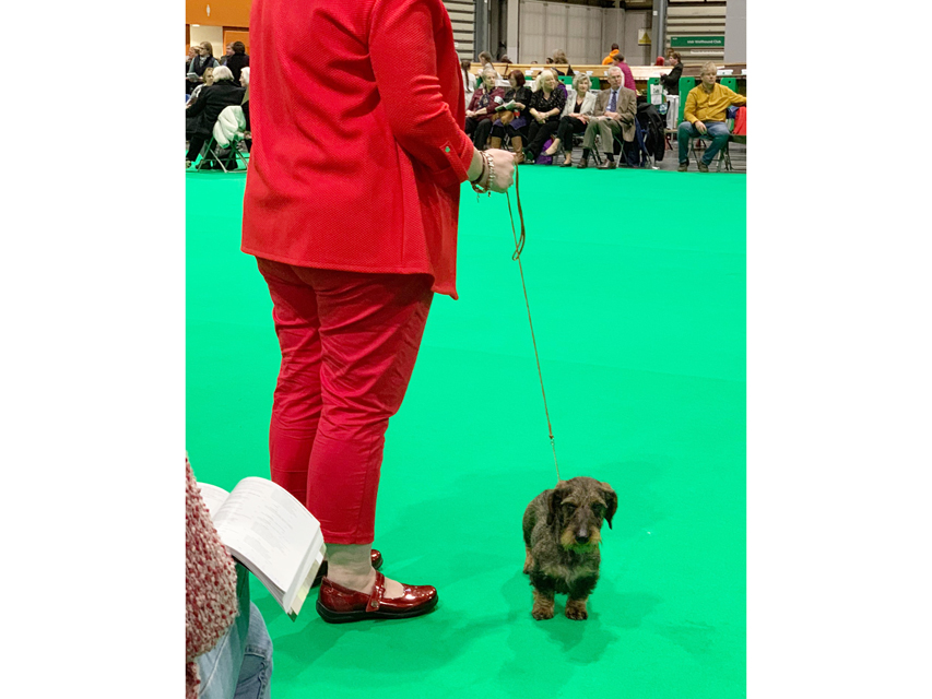 Crufts 2019　いよいよ始まりました！