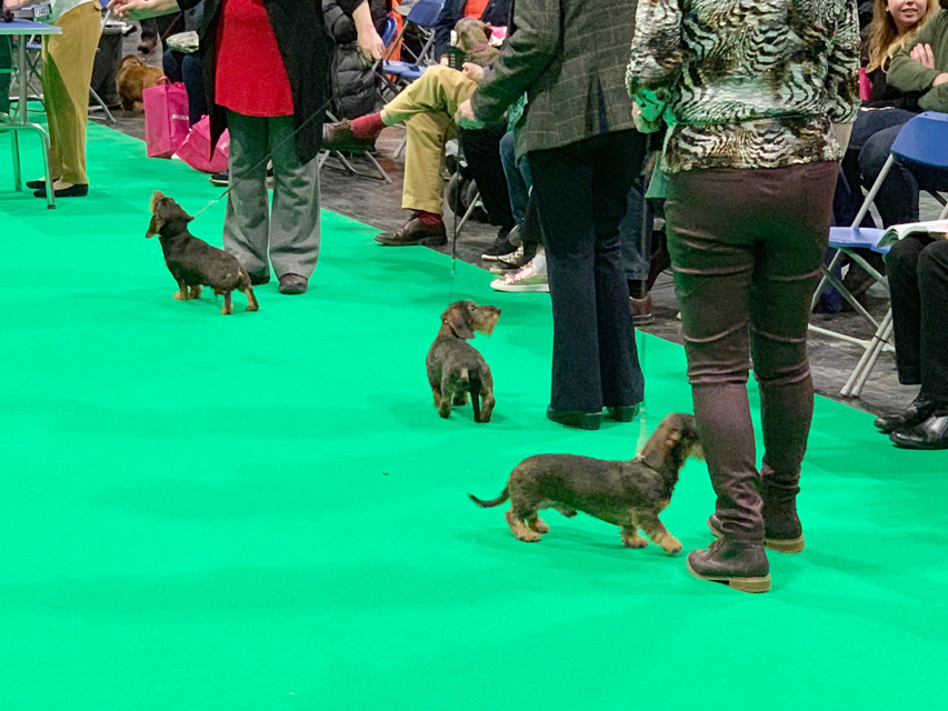 Crufts 2019　いよいよ始まりました！
