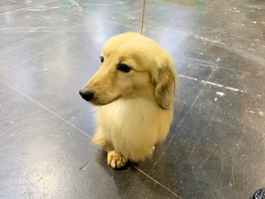 Crufts 2019　いよいよ始まりました！