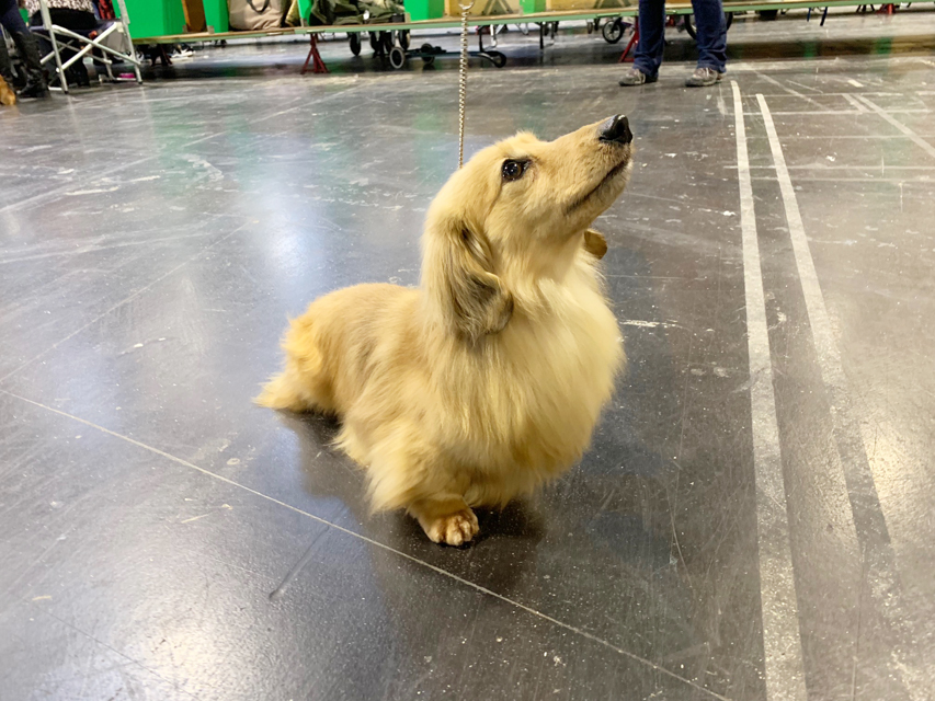Crufts 2019　いよいよ始まりました！
