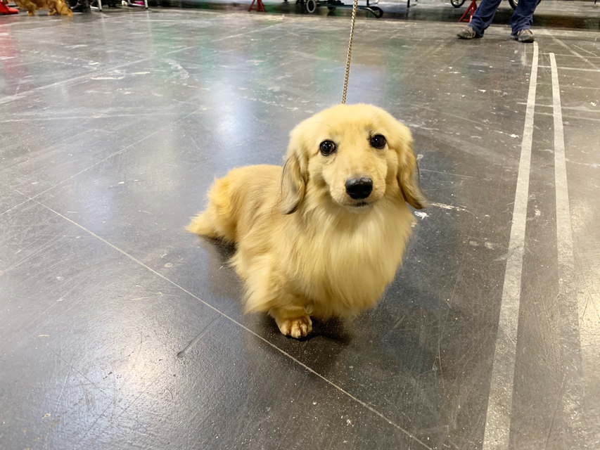 Crufts 2019　いよいよ始まりました！