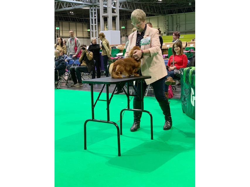 Crufts 2019 続き(1)IMG_4422 Crufts 2019 続き(1)