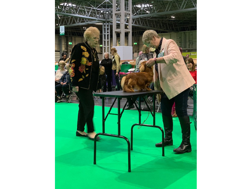 Crufts 2019 続き(1)IMG_4423 Crufts 2019 続き(1)
