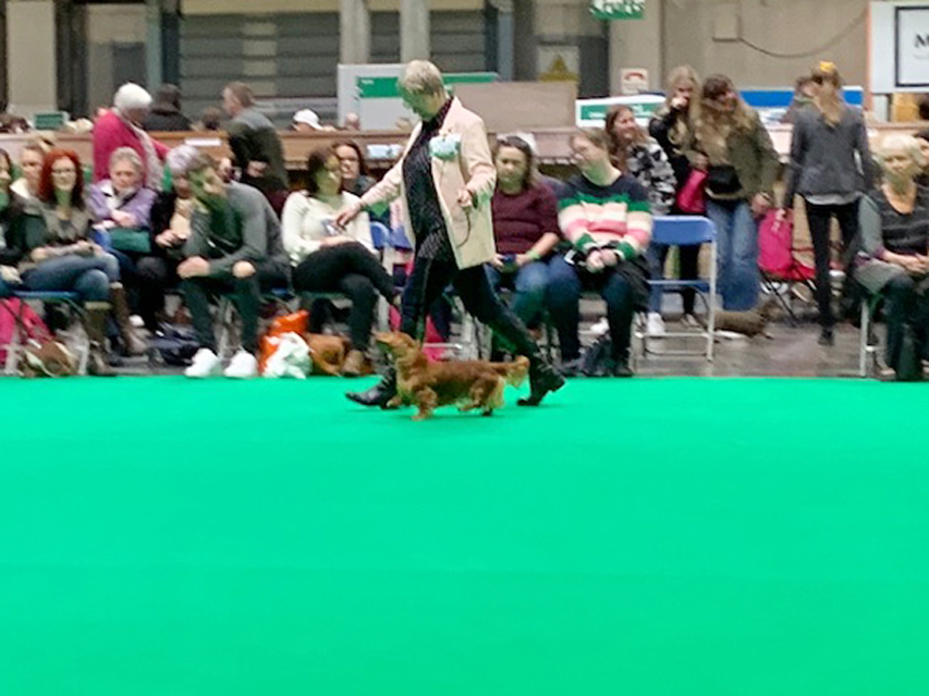 Crufts 2019 続き(1)IMG_4425 Crufts 2019 続き(1)