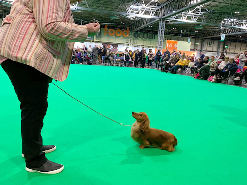 Crufts 2019 続き(1)IMG_4436 Crufts 2019 続き(1)