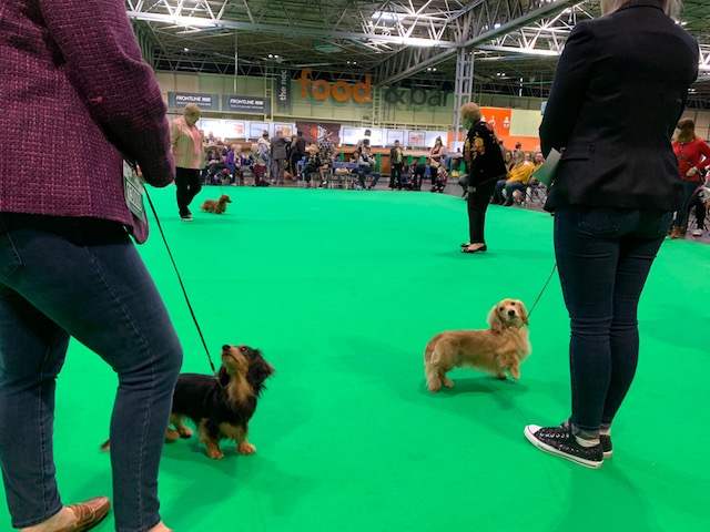 Crufts 2019 続き(1)IMG_4438 Crufts 2019 続き(1)