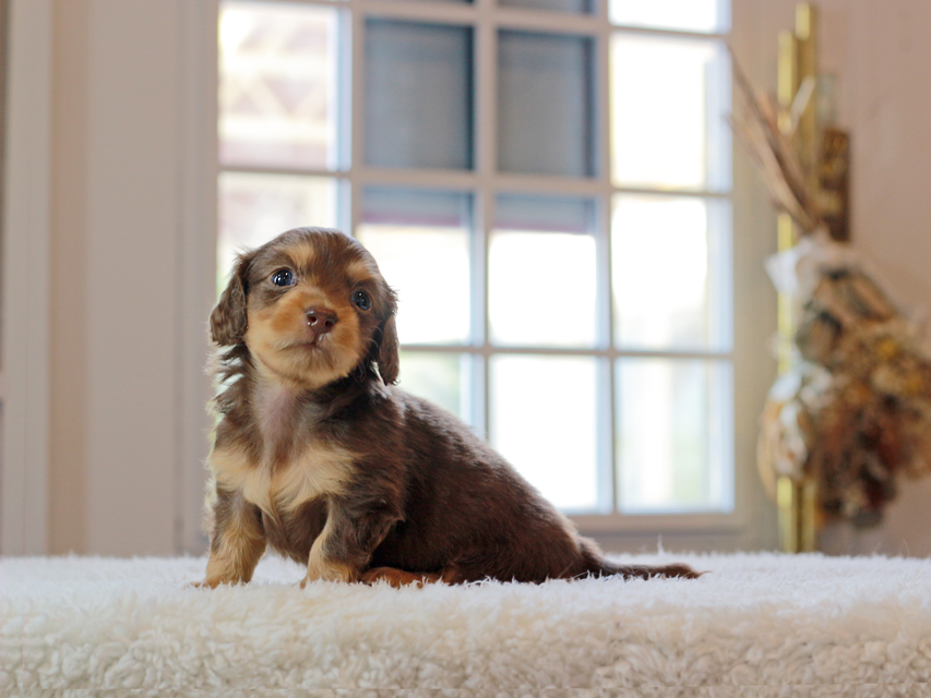 カニンヘン ダックスフンド ラムネ & 朝日の子犬 チョコレートタン 男の子IMG_4440 カニンヘン ダックスフンド ラムネ & 朝日の子犬 チョコレートタン 男の子