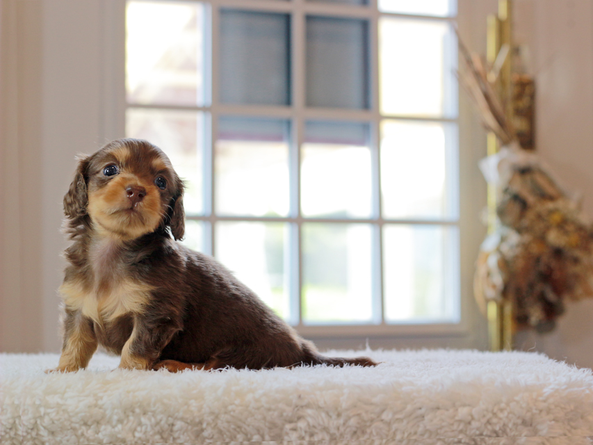 カニンヘン ダックスフンド ラムネ & 朝日の子犬 チョコレートタン 男の子IMG_4445 カニンヘン ダックスフンド ラムネ & 朝日の子犬 チョコレートタン 男の子