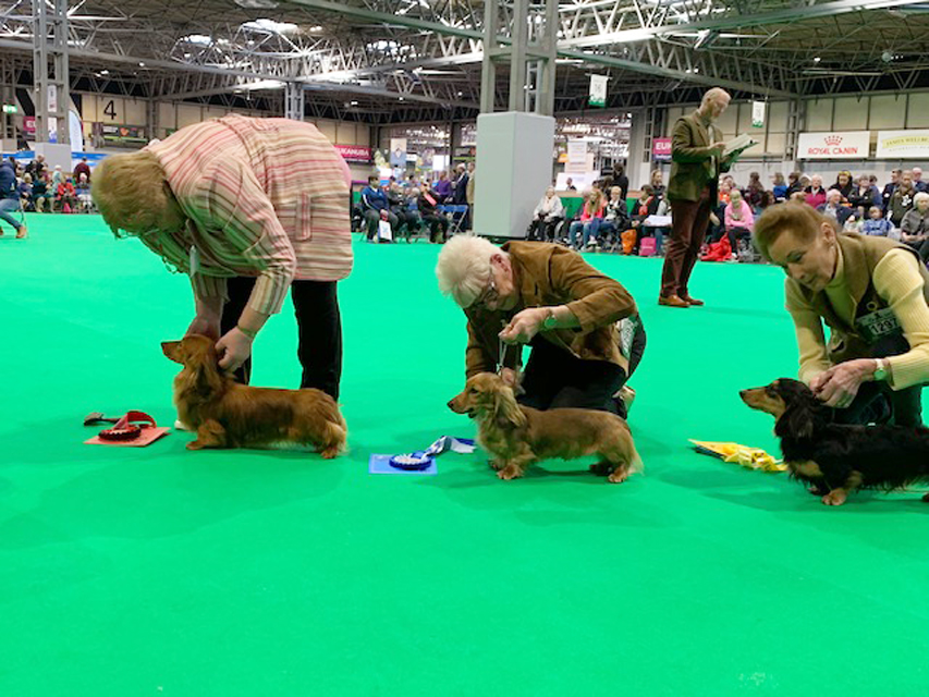 Crufts 2019 続き(1)IMG_4447 Crufts 2019 続き(1)