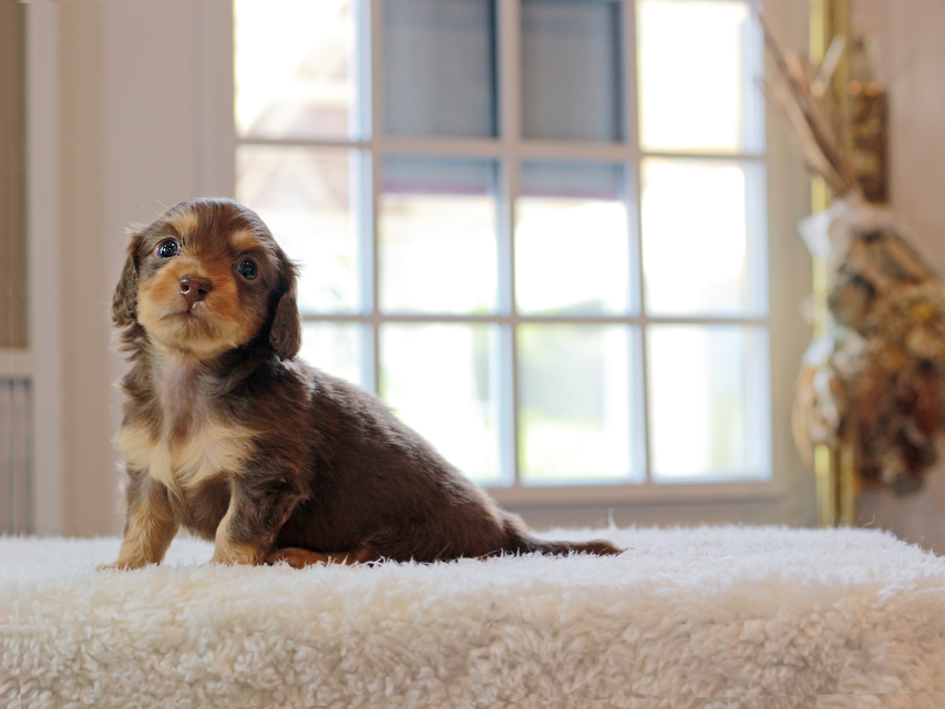 カニンヘン ダックスフンド ラムネ & 朝日の子犬 チョコレートタン 男の子IMG_4447 カニンヘン ダックスフンド ラムネ & 朝日の子犬 チョコレートタン 男の子