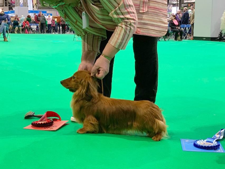 Crufts 2019 続き(1)IMG_4448 Crufts 2019 続き(1)