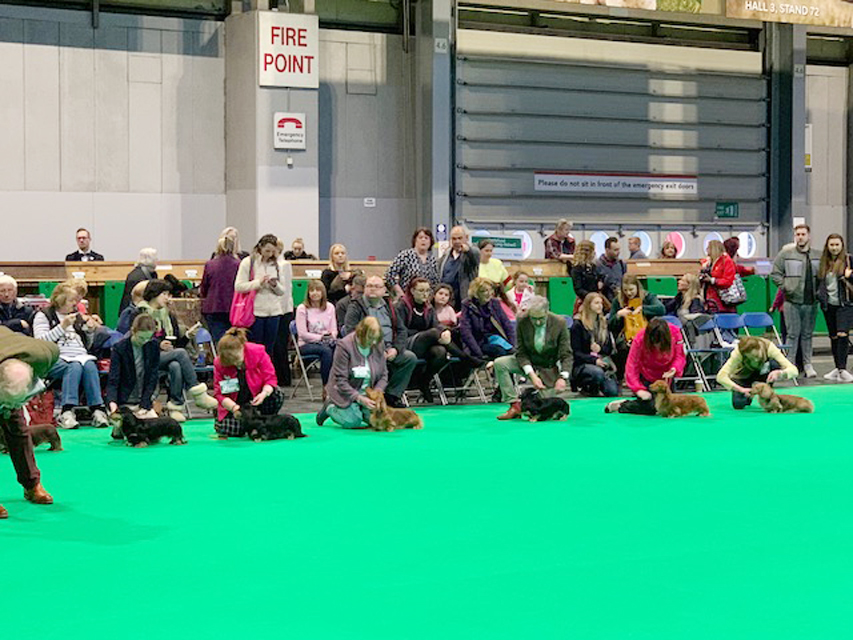 Crufts 2019 続き(2)IMG_4459 Crufts 2019 続き(2)