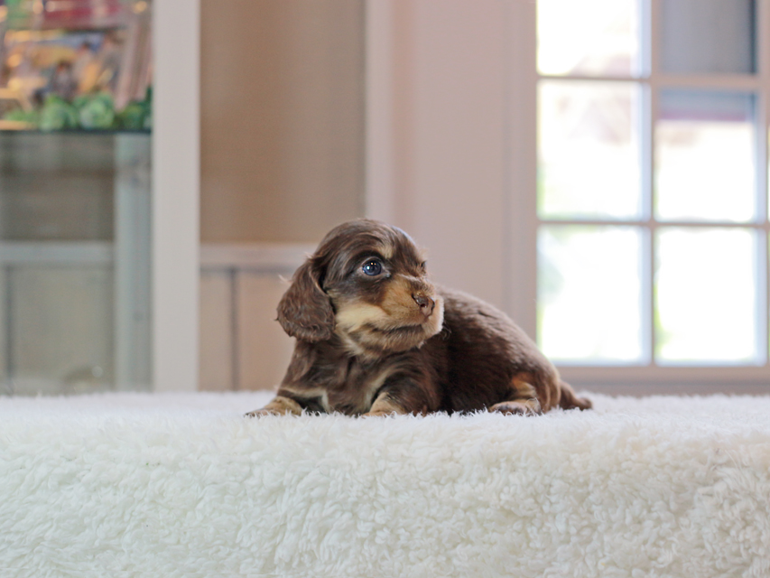 カニンヘン ダックスフンド ラムネ & 朝日の子犬 チョコレートイエロー(チョコレートクリーム) 女の子IMG_4471 カニンヘン ダックスフンド ラムネ & 朝日の子犬 チョコレートイエロー(チョコレートクリーム) 女の子