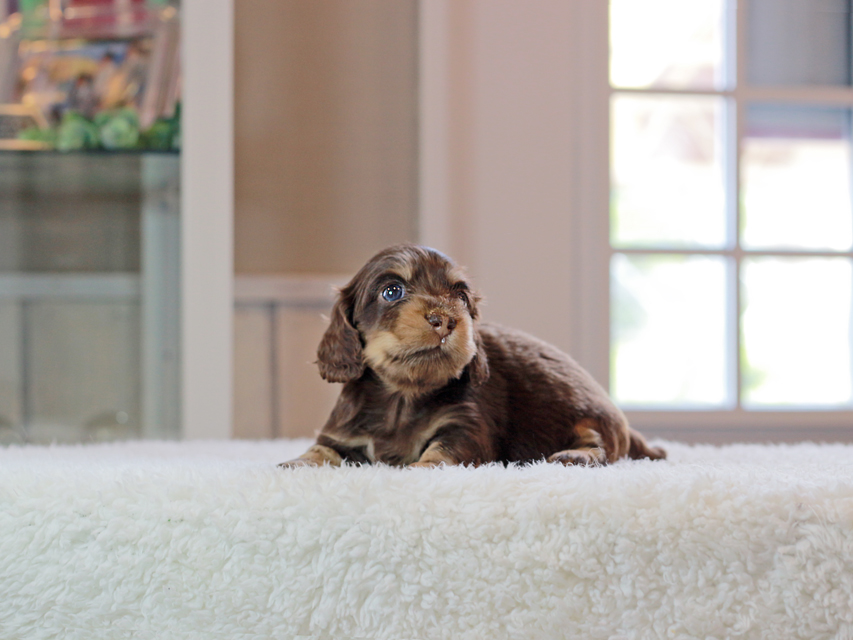 カニンヘン ダックスフンド ラムネ & 朝日の子犬 チョコレートイエロー(チョコレートクリーム) 女の子IMG_4475 カニンヘン ダックスフンド ラムネ & 朝日の子犬 チョコレートイエロー(チョコレートクリーム) 女の子