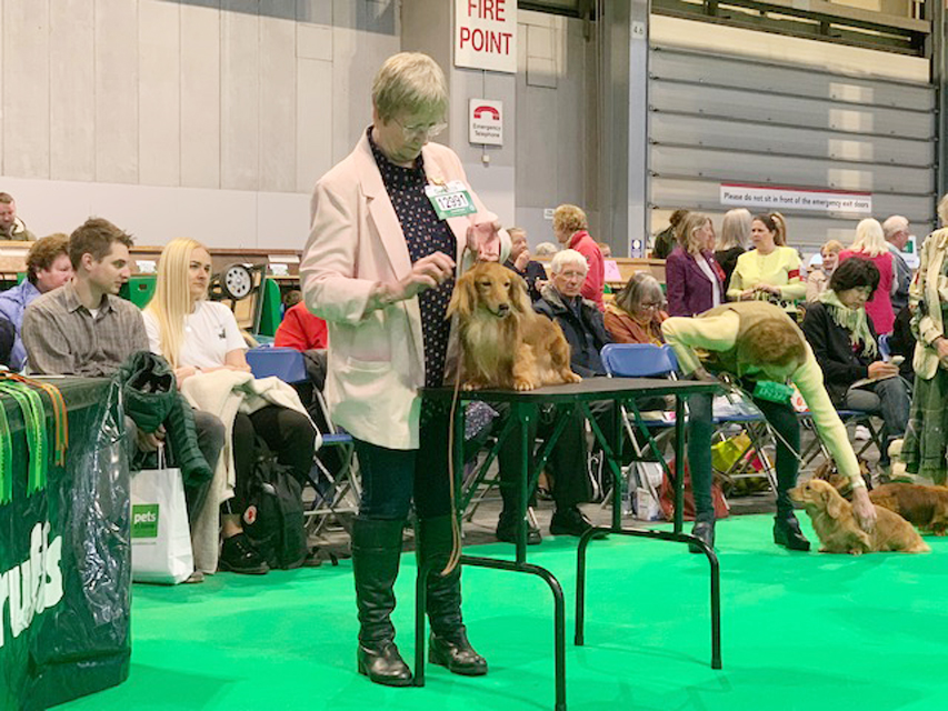 Crufts 2019 続き(2)IMG_4476 Crufts 2019 続き(2)
