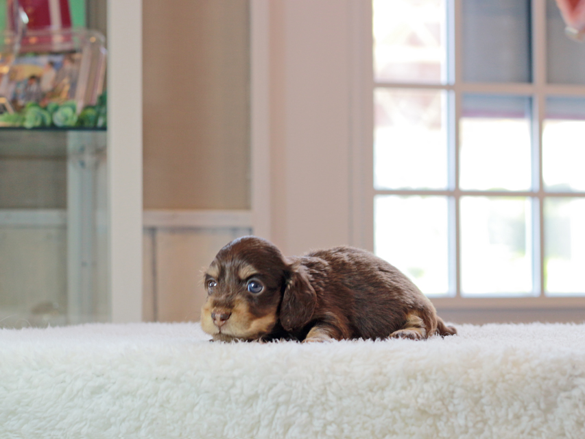 カニンヘン ダックスフンド ラムネ & 朝日の子犬 チョコレートイエロー(チョコレートクリーム) 女の子IMG_4482 カニンヘン ダックスフンド ラムネ & 朝日の子犬 チョコレートイエロー(チョコレートクリーム) 女の子