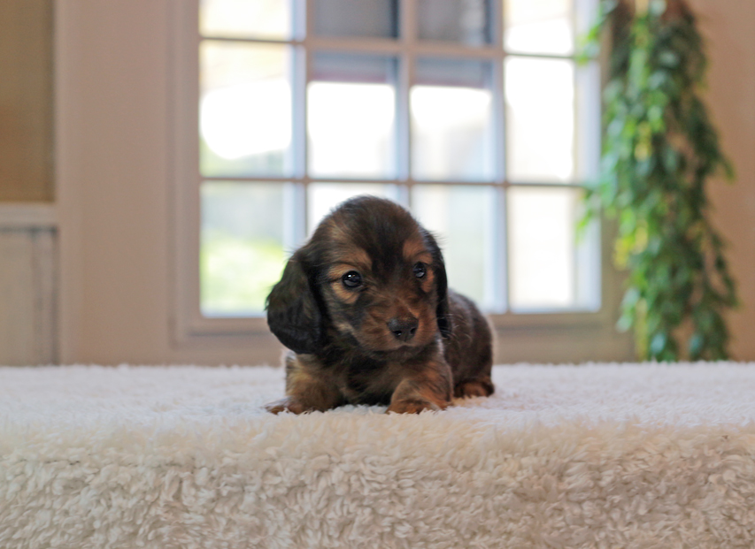 カニンヘン ダックスフンド キャンディ & 竹千代の子犬 レッド 男の子