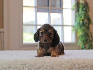 キャンディ & 竹千代の子犬 レッド 男の子 キャンディ & 竹千代の子犬 レッド 男の子