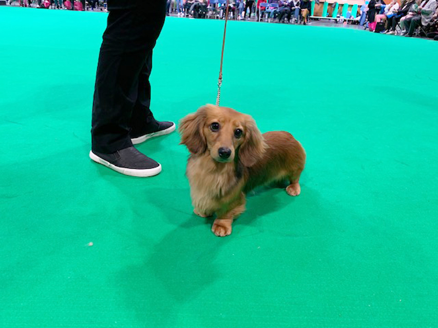 Crufts 2019 続き(2)IMG_4501 Crufts 2019 続き(2)