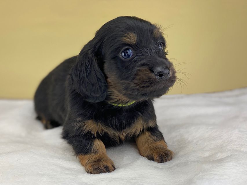 ミニチュアダックスフンド ココcs & ブルースの子犬 ブラックタン 男の子(1)IMG_4516 ミニチュアダックスフンド ココcs & ブルースの子犬 ブラックタン 男の子(1)