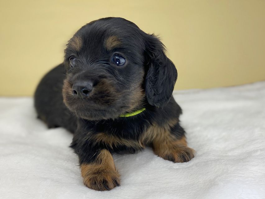 ミニチュアダックスフンド ココcs & ブルースの子犬 ブラックタン 男の子(1)IMG_4520 ミニチュアダックスフンド ココcs & ブルースの子犬 ブラックタン 男の子(1)