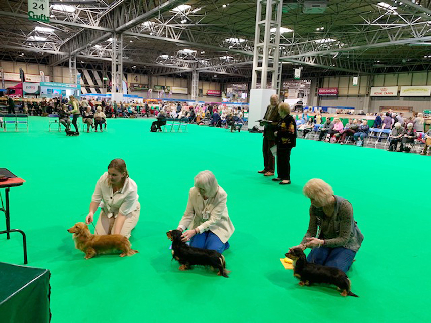 Crufts 2019　続き（3）